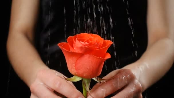 Flickor händer som håller våta ruby-red rose i regn — Stockvideo