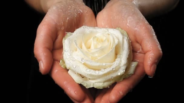 Girls Hands Holding Wet White Rose Rain Black Background Closeup — Stock Video