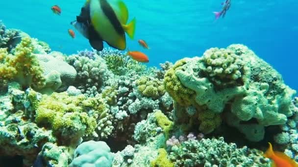 Recifes de corais subaquáticos com peixes tropicais — Vídeo de Stock