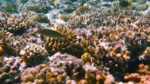 Arrecife de coral submarino con peces tropicales — Vídeos de Stock