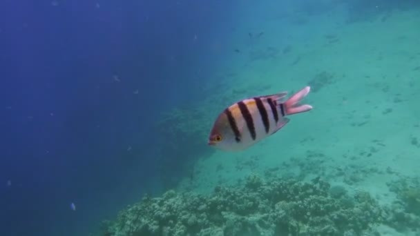 水下珊瑚礁与热带小鱼 — 图库视频影像