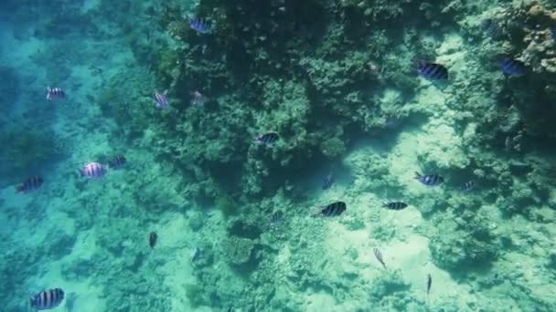 Arrecife de coral submarino con sargento de peces tropicales mayor — Vídeo de stock