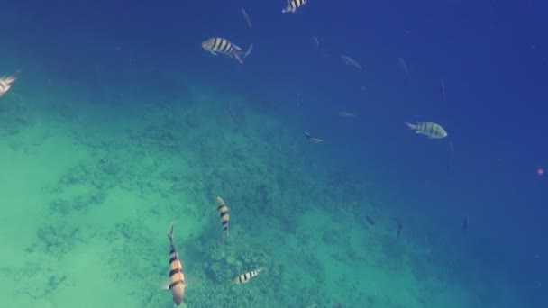 Unterwasser-Korallenriff mit tropischen Fischen Sergeant major — Stockvideo