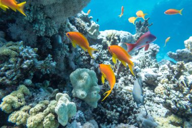 Underwater coral reef with group of tropical fish clipart