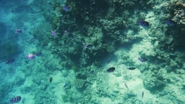 Подводный коралловый риф с тропическим рыбным сержантом майором — стоковое видео