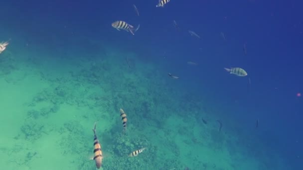 Barriera corallina subacquea con sergente maggiore dei pesci tropicali — Video Stock