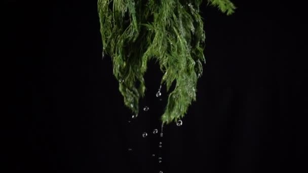 Fallende Wassertropfen beim Abschütteln eines Dillblattes — Stockvideo