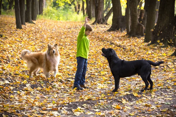 Niño jugando con dos perros en el bosque de otoño — Foto de Stock