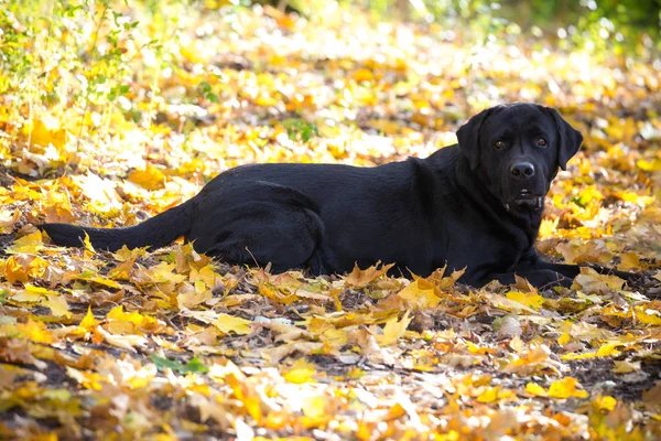 Labrador nero recuperatore sdraiato sulla foresta autunnale — Foto Stock