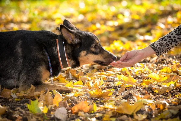 Πορτρέτο του μπάσταρδου σκύλου τρέφονται στο φθινόπωρο δάσος — Φωτογραφία Αρχείου