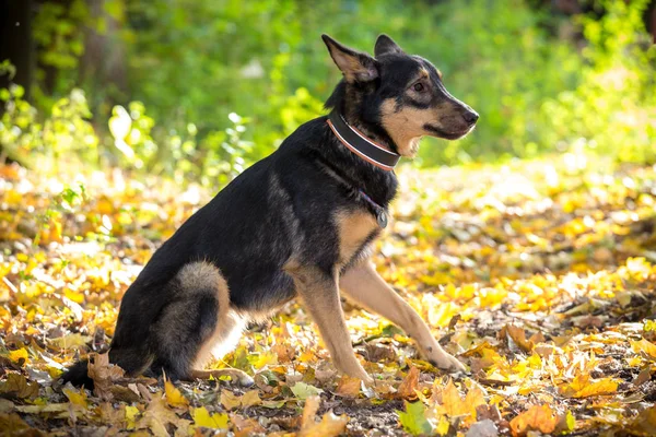 A Mongrel kutya portréja az őszi erdőben — Stock Fotó