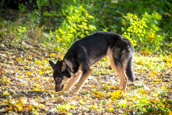 Μπάσταρδη σκυλιά που αγκαλιάζω το έδαφος στο δάσος του φθινοπώρου — Φωτογραφία Αρχείου