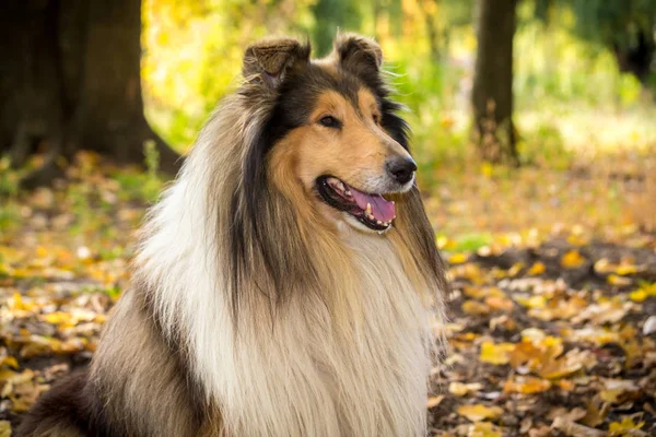 Retrato de collie dog en el bosque de otoño — Foto de Stock