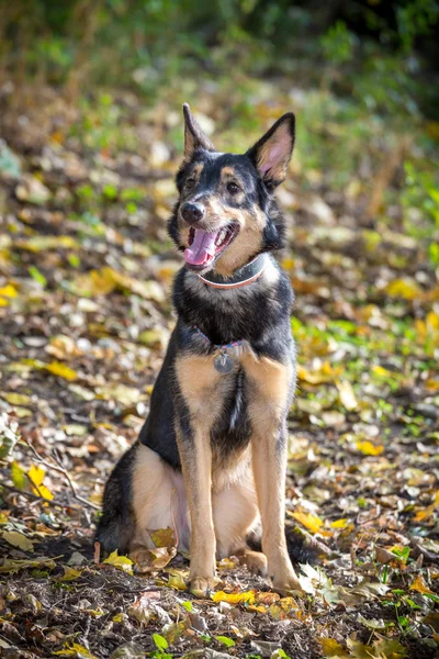 Portret van mongrel hond op herfst bos — Stockfoto