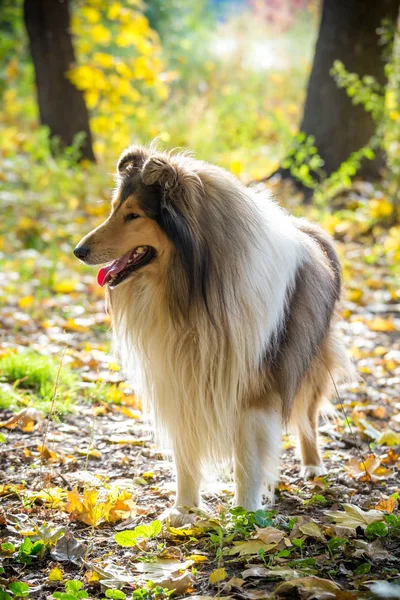 Collie kutya állva őszi erdő — Stock Fotó