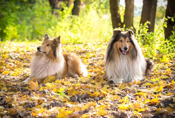 Két collie-kutya az őszi erdőben fekve — Stock Fotó