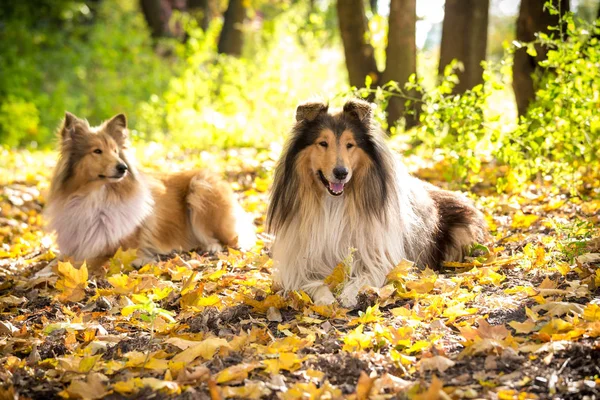 Két collie-kutya az őszi erdőben fekve — Stock Fotó