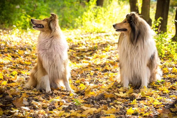 Twee Collie honden liggen op het herfst bos — Stockfoto