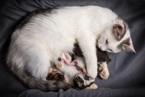 Öt újszülött cica szopogatják a tejet az anyjától — Stock Fotó