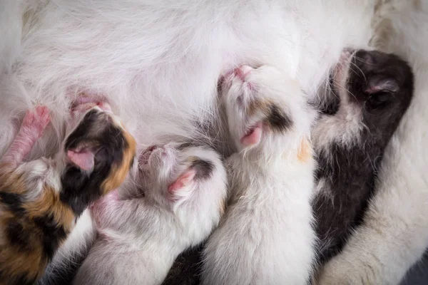 Vier neugeborene Kätzchen saugen Milch von seiner Mutter — Stockfoto