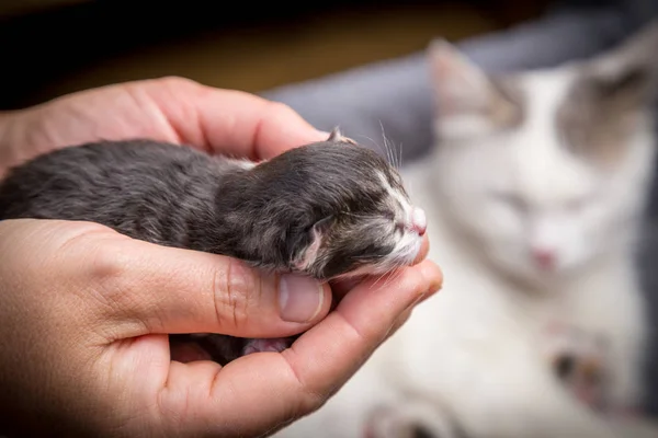 Tabby newborn kitten sleeping in woman hands — Stock Photo, Image