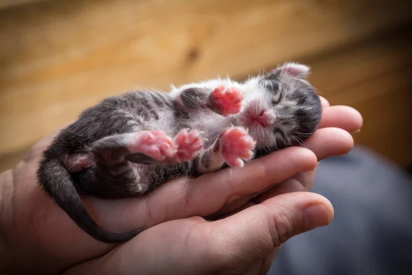 Tabby gatinho recém-nascido dormindo em mãos de mulher — Fotografia de Stock