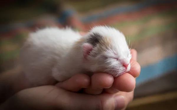 Bílá novorozená kočička v rukách ženy — Stock fotografie