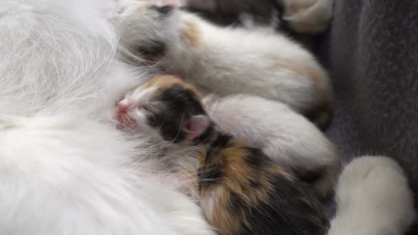 Pasgeboren kittens zuigen melk van zijn moeder — Stockvideo