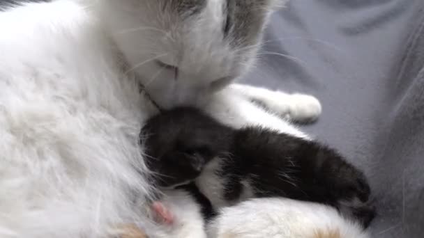 Gato branco lambendo seu gatinho recém-nascido — Vídeo de Stock