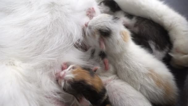 Gatinhos recém-nascidos sugam leite de sua mãe — Vídeo de Stock