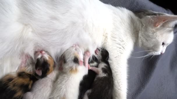 Pasgeboren kittens met zijn moeder — Stockvideo