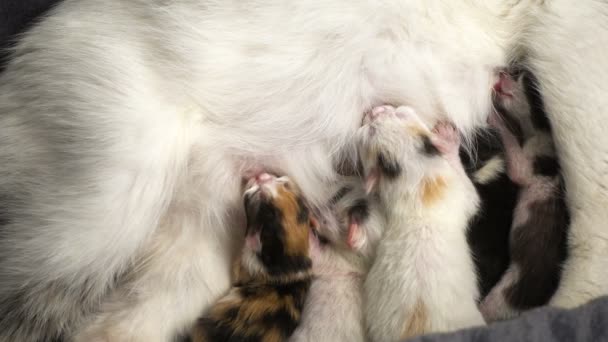 Cinco gatinhos recém-nascidos sugam leite de sua mãe — Vídeo de Stock