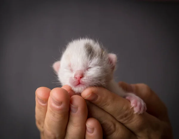 Blanc chaton nouveau-né dans les mains de la femme — Photo