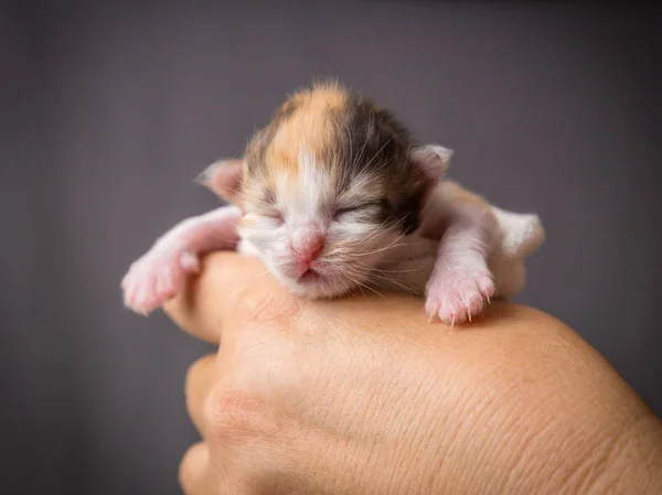 Gatito recién nacido colorido en manos de mujer — Foto de Stock