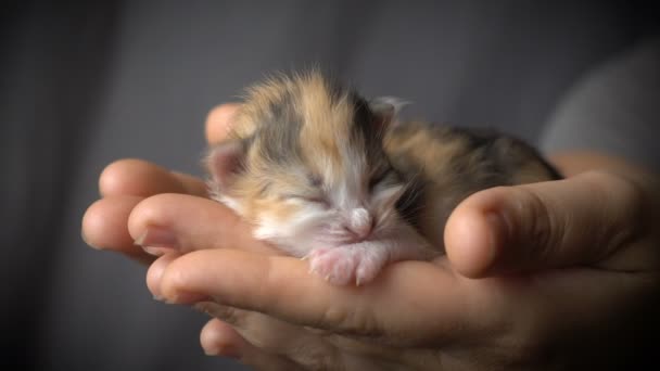 Kadın elleri renkli kedi yavrusu — Stok video