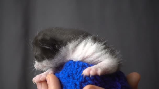 Gatinho recém-nascido cinza em mãos de mulher — Vídeo de Stock