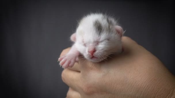 Vit nyfödda kattunge i kvinnan händer — Stockvideo