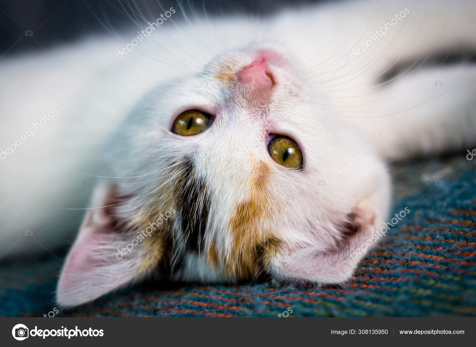 Le Gros Plan Du Chat Blanc Photographie Sbworld7 C