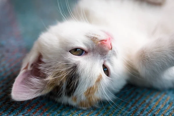 Little white tricolor kitten on blue background — Stock Photo, Image
