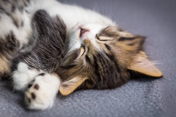 Little tabby kitten on gray background — Stock Photo, Image