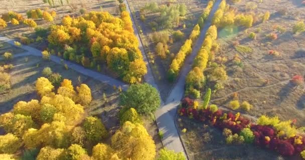 Вид с воздуха на аллею с желтыми деревьями в осеннем парке — стоковое видео