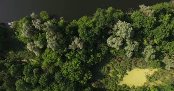Вид с воздуха на летний лес и изгиб реки Северский Донец — стоковое видео