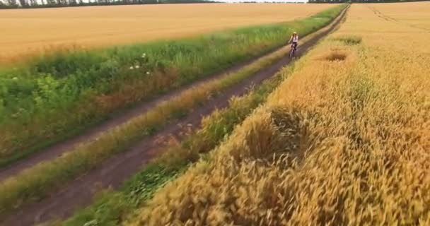 Вид з повітря на дівчину, що їде на велосипеді вздовж пшеничного поля — стокове відео