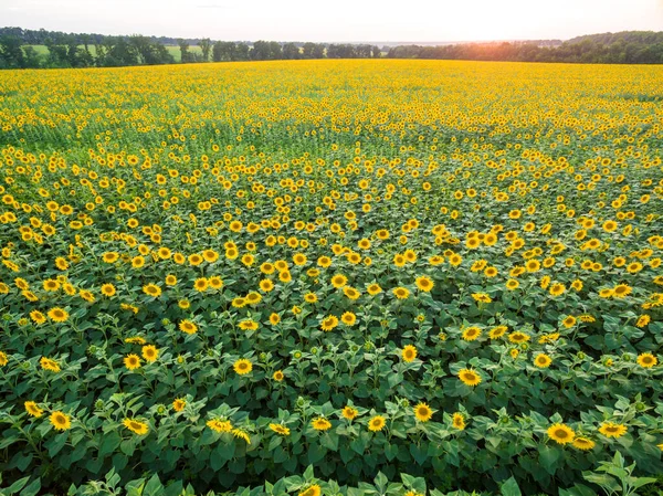 Vista Aérea Para Florescer Campo Girassol Ucrânia Pôr Sol — Fotografia de Stock