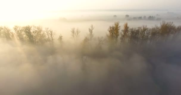 在乌克兰哈尔科夫地区Zmiiv附近 空中俯瞰秋天的风景 Seversky Donets河 晨雾覆盖的树木和Zmievskie Kruchi金山丘 — 图库视频影像