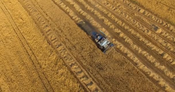 Luftaufnahme zum goldenen Feld mit Erntemaschine, die Weizenhalme schneidet — Stockvideo