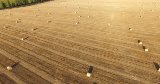 Vanuit de lucht naar het gouden veld met rolbalen van tarwestro bij zonsondergang — Stockvideo