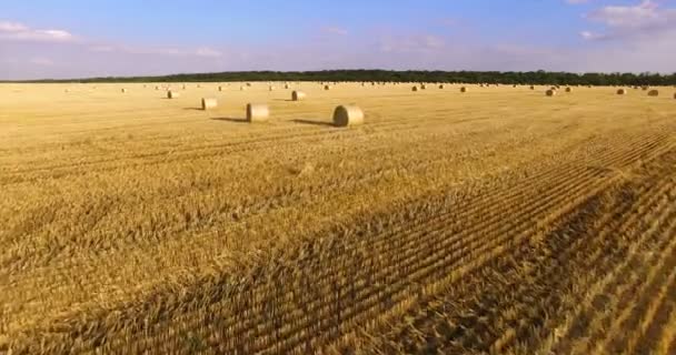 夕暮れ時の麦藁のロールベールで金色のフィールドへの空中ビュー — ストック動画