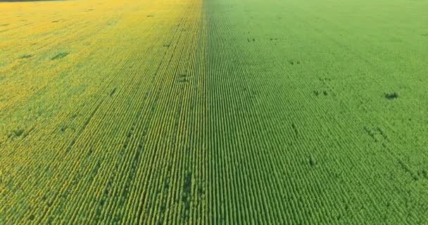 Luchtfoto naar bloeiende zonnebloemenveld bij zonsondergang — Stockvideo