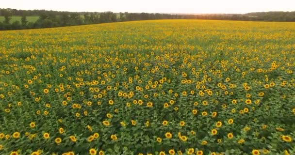 Luchtfoto naar bloeiende zonnebloemenveld bij zonsondergang — Stockvideo